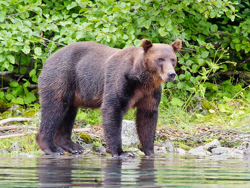 Alaska Wildlife-24.JPG